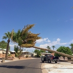 Palm Tree Cut Down Smooth Fall