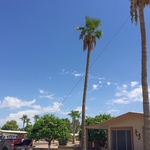Palms to be Removed