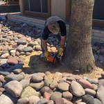Cutting Palm Tree