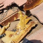 Pest Control/Exterminating Project