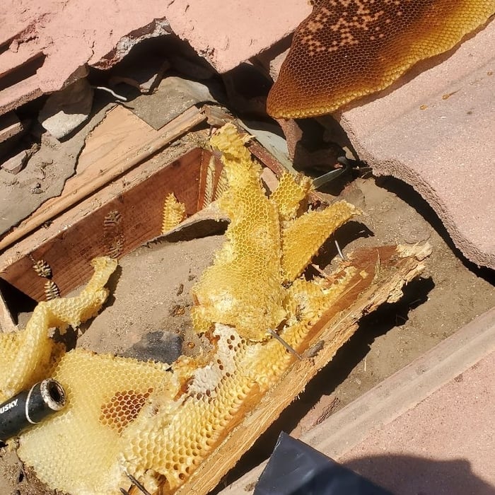 Pest Control/Exterminating Project