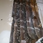 Pest Control/Exterminating Project