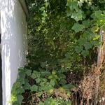 Yard Cleanup