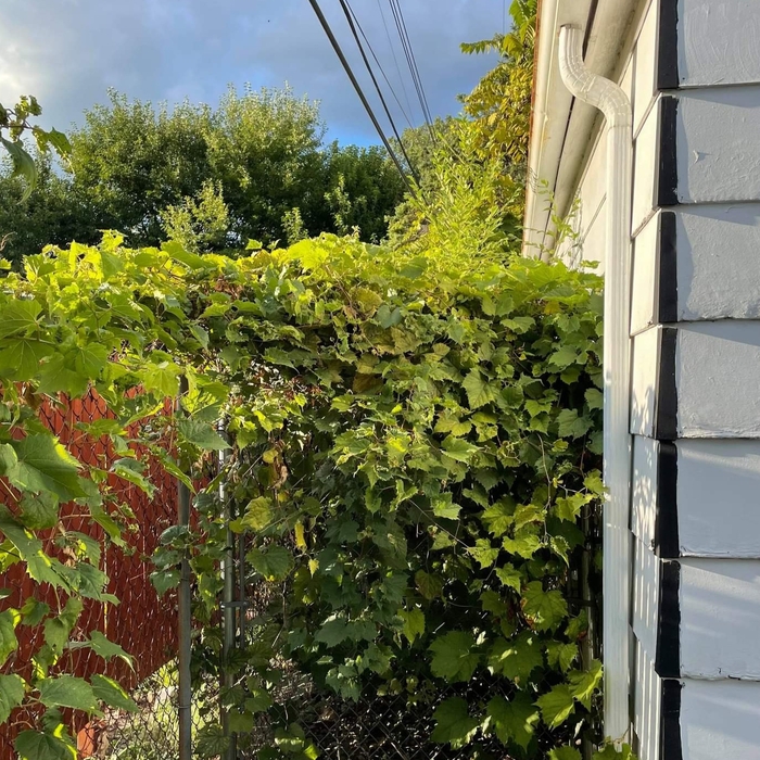 Yard Cleanup