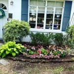 Front bed exploding with pink and white locasi caladiums, pansies and snap hibiscus!