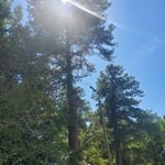 Tree Service