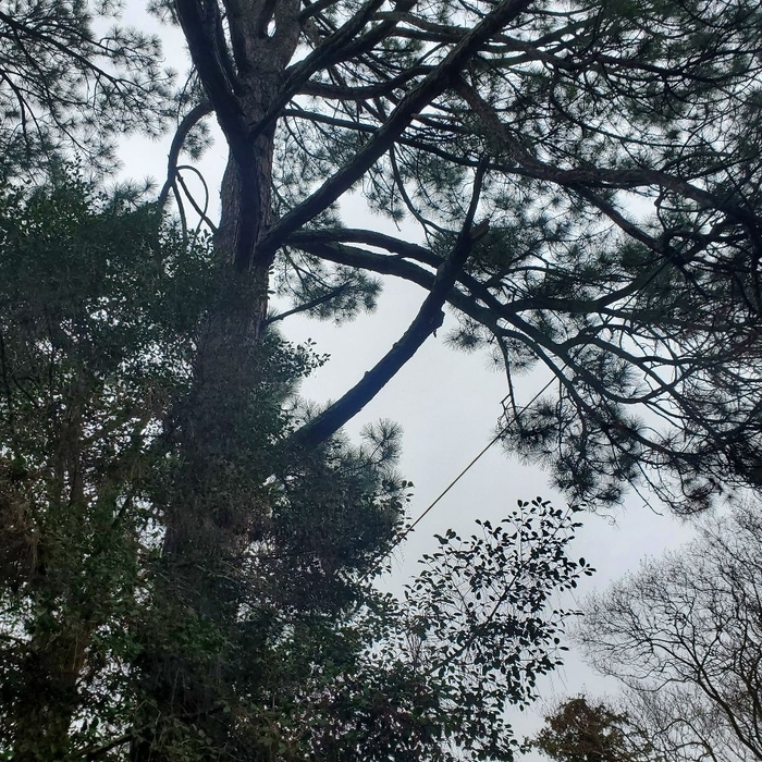 Tree Service