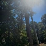 General Tree Removal