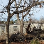 General Tree Removal