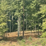 Landscaping Project