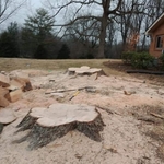Tree cut