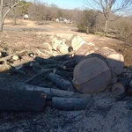 Tree cut
