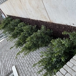 Landscaping Project