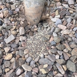 Found a small colony and laid some bait down!
