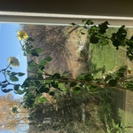 Window Cleaning Project