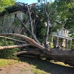 Tree Removal