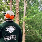Tree Removal