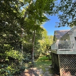 Trees beside deck
