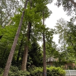 Tall pines beside pool