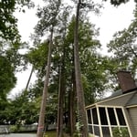 Tall pines and poplar beside house