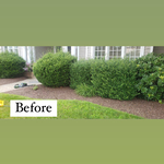 Hedge Trimming