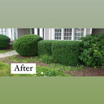 Hedge Trimming