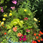 Summer Pots