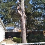 Ray Campbell’s tree removal