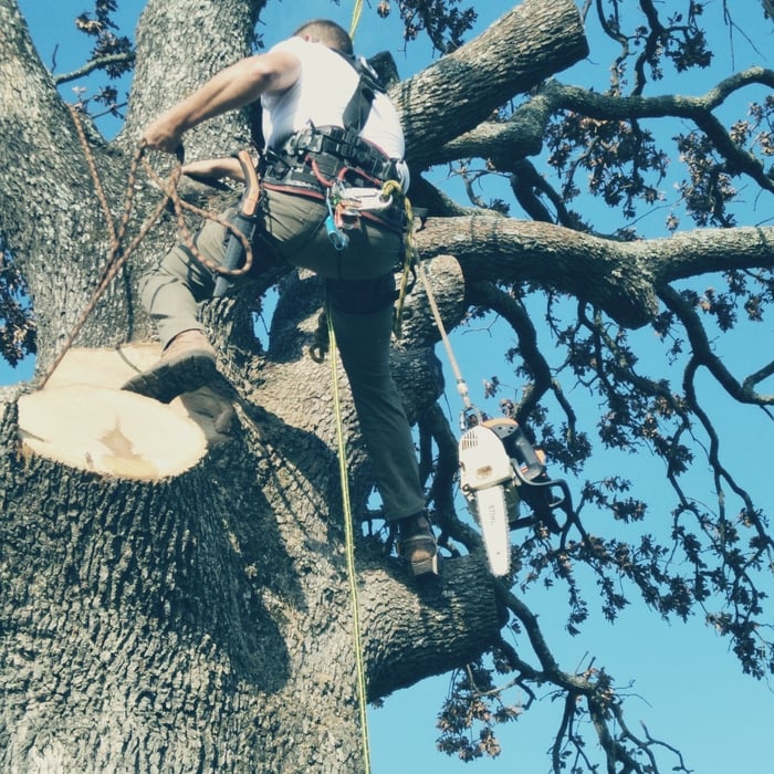 Sue Smith tree removal