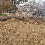 removal of fallen tree