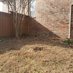 Tree removal