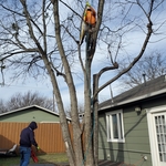 Tree service