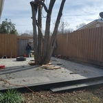 Tree service