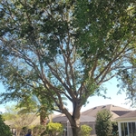 Tree Service Project
