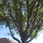 Tree Service Project