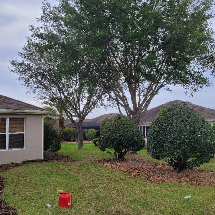Trimmed lower branches, branches over hanging neighbors lawn and roof.