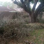 we had to haul off and clean tree brush