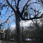 Tree Service Project