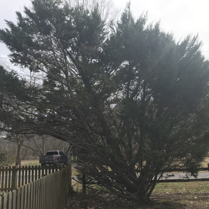 Tree Service Project