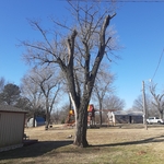 Tree Service Project