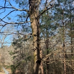 Tree removal
