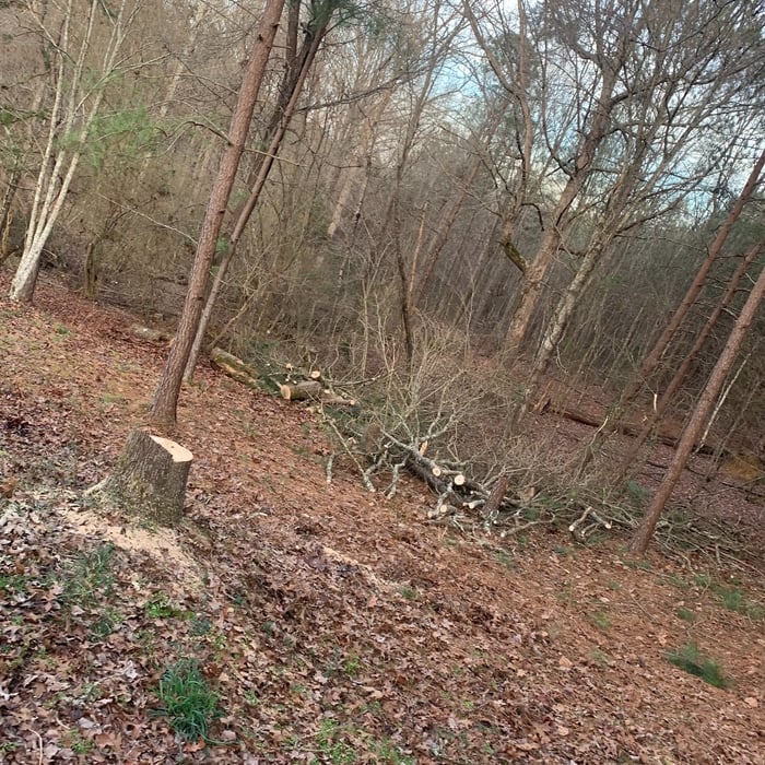 Tree removal