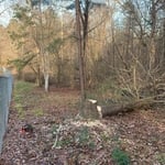 Tree removal