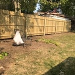 8' wood fence