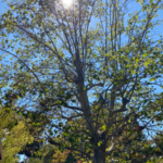 trim tree, thin out branches