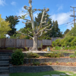 removal of all long branches and foliage