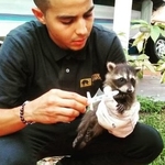 Raccoon removal