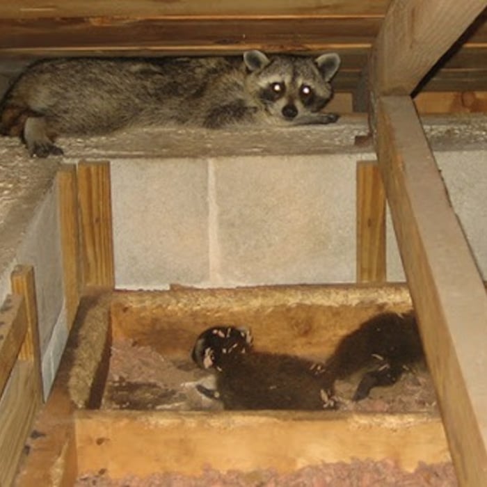 Raccoon removal