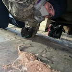 Dead Carcass Removal