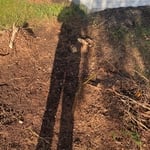 Bush and stump removal